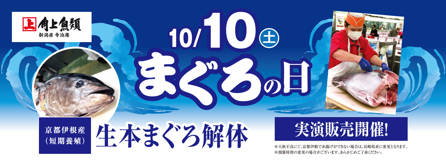 生本まぐろ解体 10月